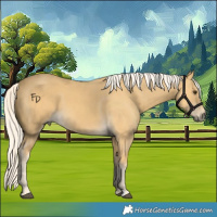 Horse Color:Palomino