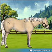 Horse Color:Palomino