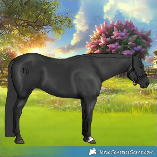 Horse Color:Black 