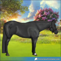 Horse Color:Black 