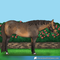 Horse Color:Buckskin