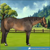 Horse Color:Buckskin