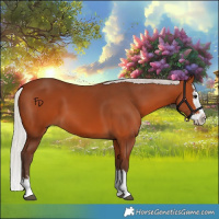 Horse Color:Silver Bay Splash 