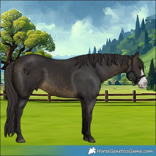 Horse Color:Buckskin Frame 