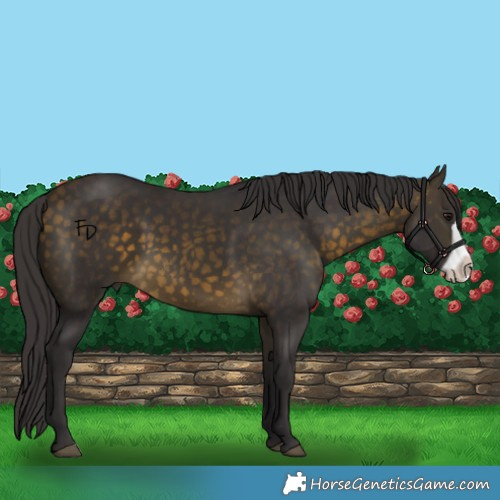 Horse Color:Buckskin Frame