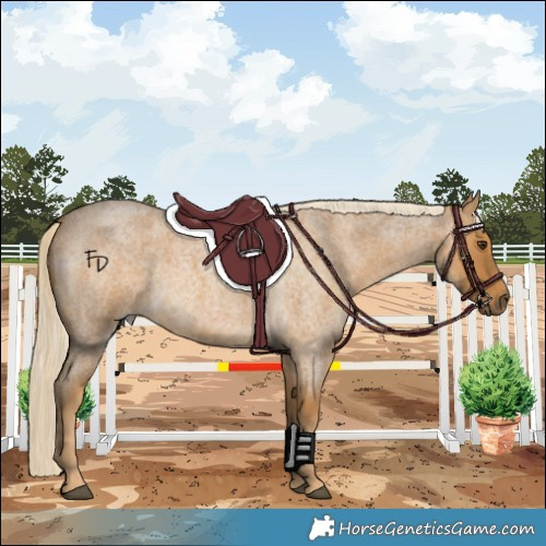 Horse Color:Palomino Roan 