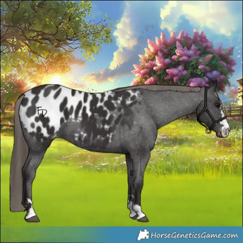 Horse Color:Smoky Black Appaloosa 