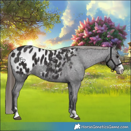 Horse Color:Smoky Black Appaloosa 