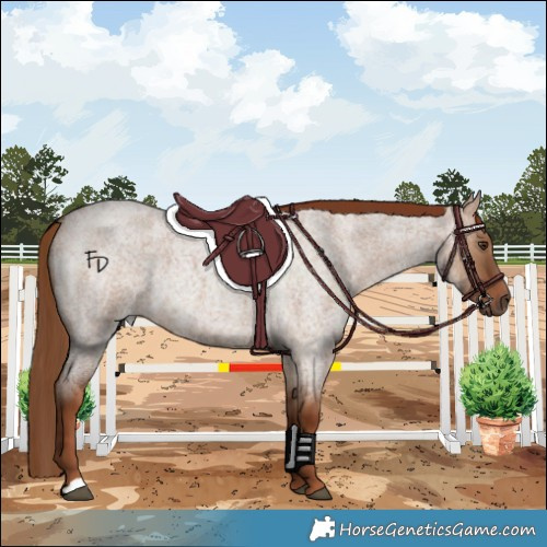 Horse Color:Red Dun Roan 