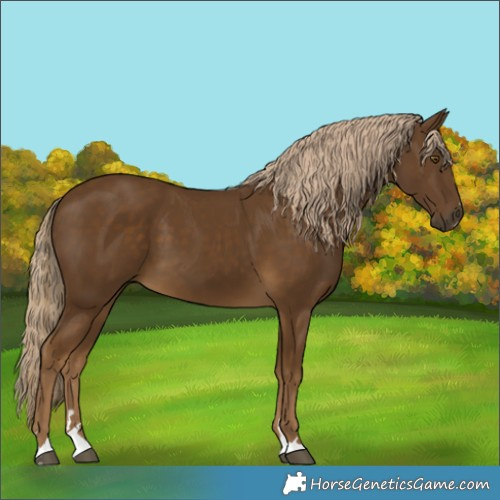Horse Color:Chocolate Palomino 