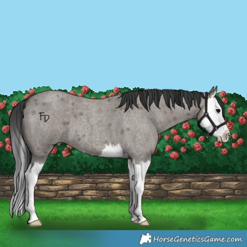 Horse Color:Grullo Roan Splash 