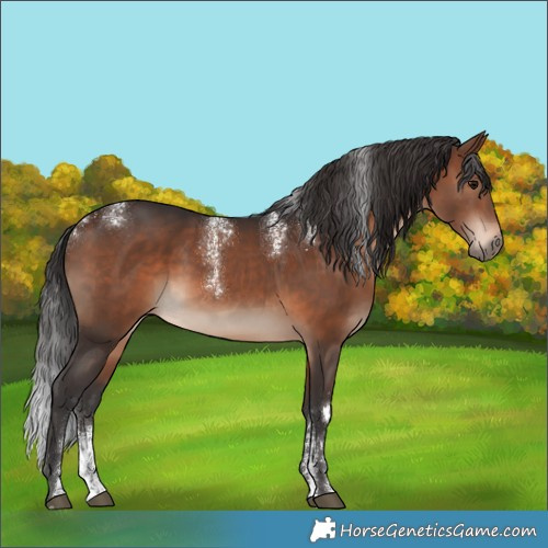 Horse Color:Powder White Brown Rabicano 