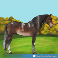 Horse Color:Powder White Brown Rabicano 