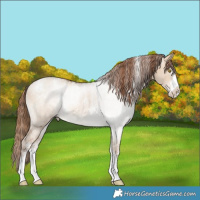 Horse Color:Powder White Brown Pearl Dun Rabicano 