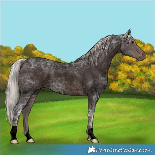 Horse Color:Void Silver Brown Ice Roan 