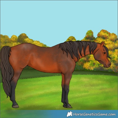 Horse Color:Bay 