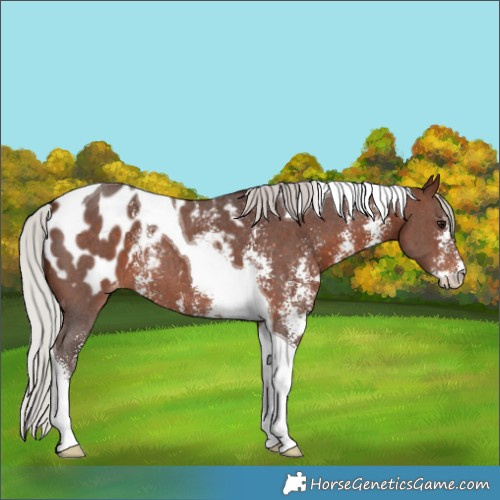 Horse Color:Silver Brown Sabino Tobiano Appaloosa