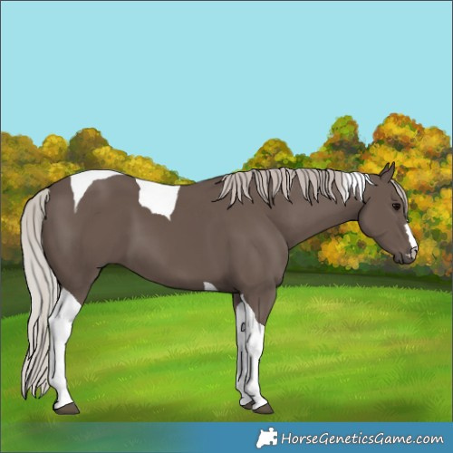Horse Color:Silver Black Tobiano