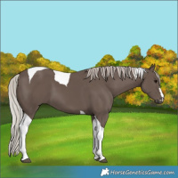 Horse Color:Silver Black Tobiano 
