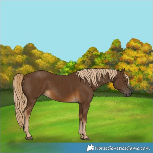 Horse Color:Chocolate Palomino
