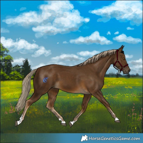 Horse Color:Chocolate Palomino 