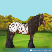Horse Color:Gray Bay Appaloosa 