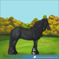 Horse Color:Black 