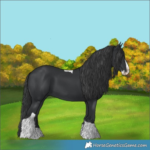Horse Color:Black Splash Tobiano Rabicano 