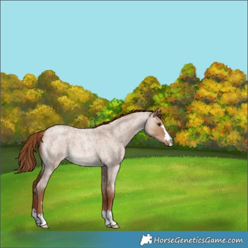 Horse Color:Red Dun Roan 