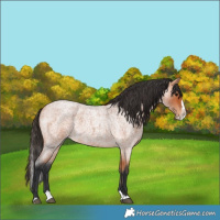 Horse Color:Bay Roan Splash 