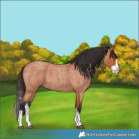 Horse Color:Bay Roan Splash 