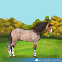 Horse Color:Bay Roan Splash 