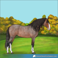 Horse Color:Bay Roan Splash 