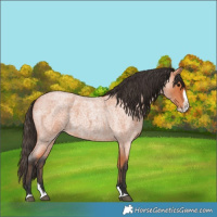 Horse Color:Bay Roan Splash 