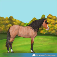 Horse Color:Bay Roan Splash 