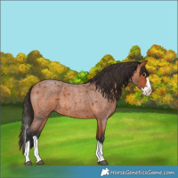 Horse Color:Bay Roan Splash 