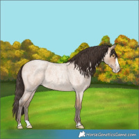 Horse Color:Amber Champagne Roan Splash 
