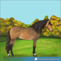 Horse Color:Buckskin