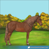 Horse Color:Chestnut 
