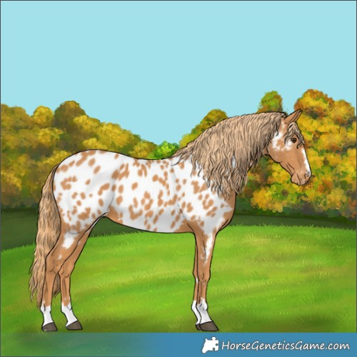 Horse Color:Chestnut Appaloosa