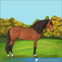 Horse Color:Bay 