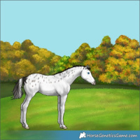 Horse Color:Gray Bay Roan Splash Appaloosa