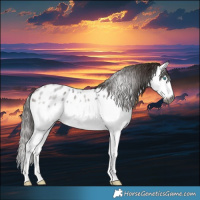 Horse Color:Gray Bay Roan Splash Appaloosa 