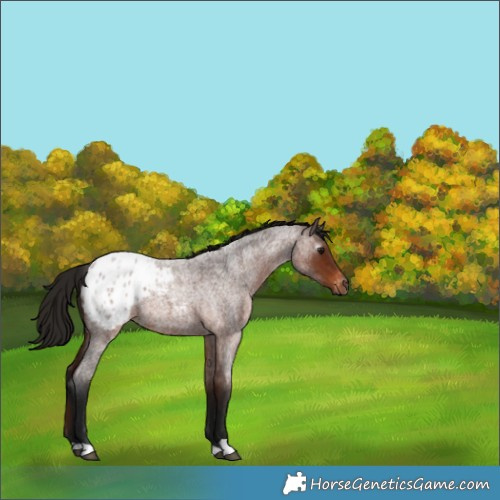 Horse Color:Gray Bay Roan Appaloosa