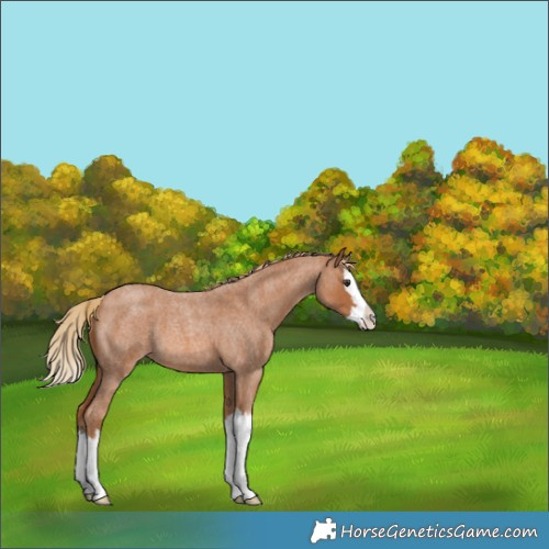 Horse Color:Red Roan Splash