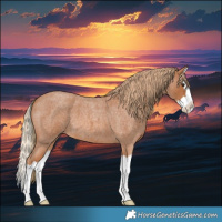 Horse Color:Red Roan Splash 