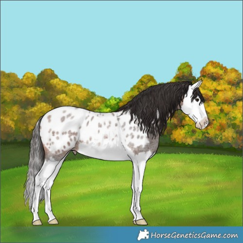 Horse Color:Bay Roan Splash Appaloosa 