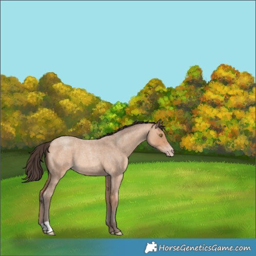 Horse Color:Amber Champagne Roan 