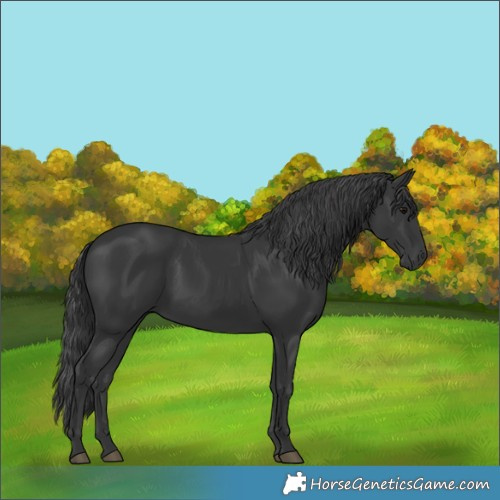 Horse Color:Black 