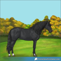 Horse Color:Black 